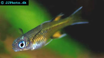 australian blue eye, Rainbowfish